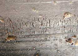 Contact fatigue spalling at surface distress (micropitting) resulting from marginal lubrication.